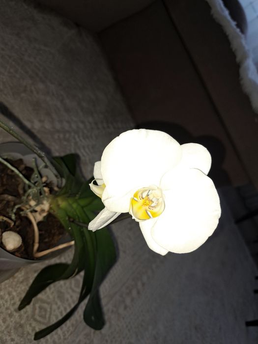 Продам белую цветущую