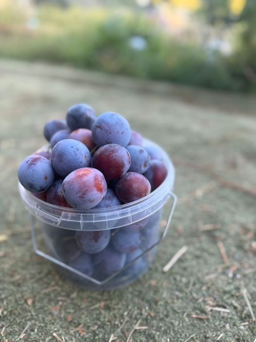 Продаётся слива .