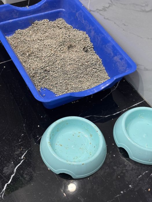 Котенок  мальчик