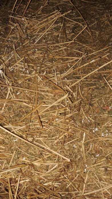 Vând baloți lucernă calitate superioara pret 35lei buc