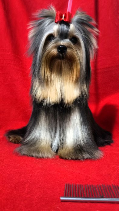 Щенки Йоркширского терьера