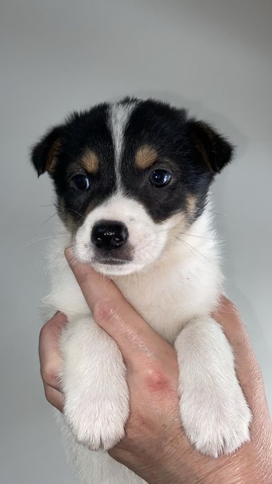 Отдам щенка девочку