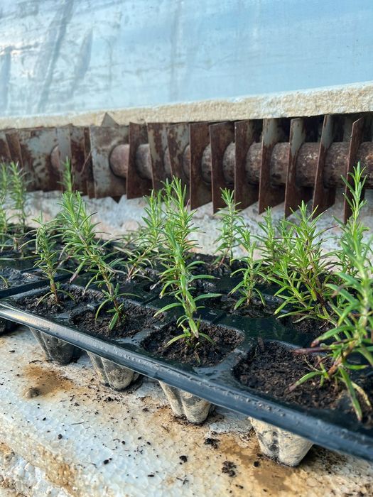 Розмарин свежий  всегда