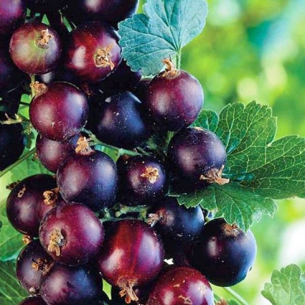 Josta arbust anul 1 si 3