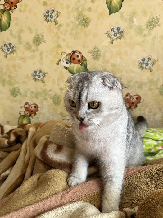 Продам кошку с документами 10 месяцев