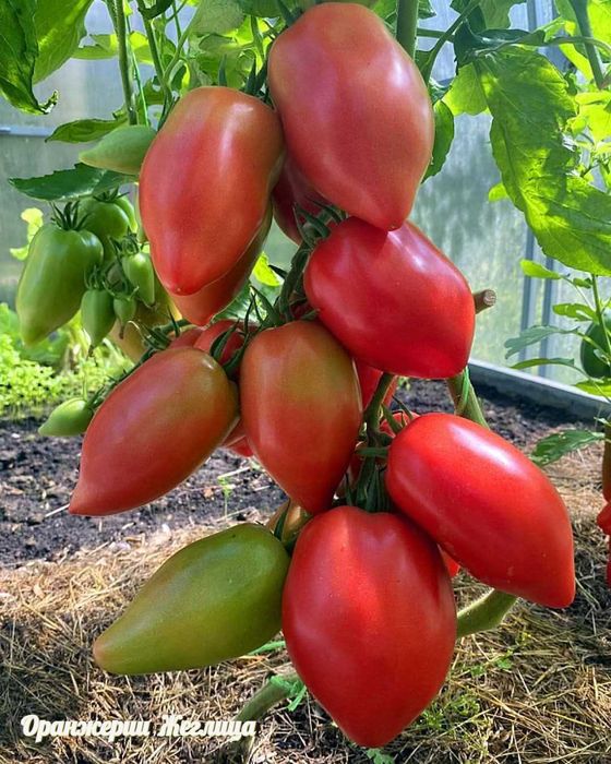 Разсади за Домати, Краставици, Билки и Цветя