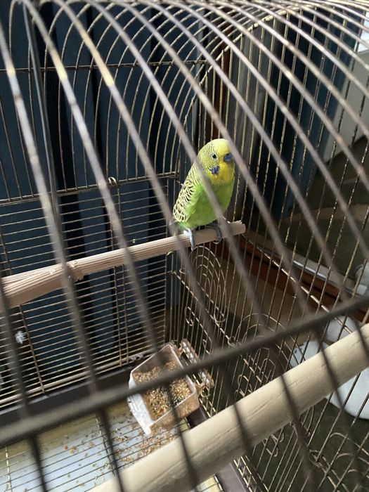 Papagal,colivie,mancare