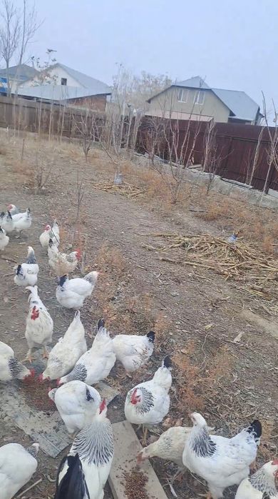 Жұмыртқа инкубатор  яицо