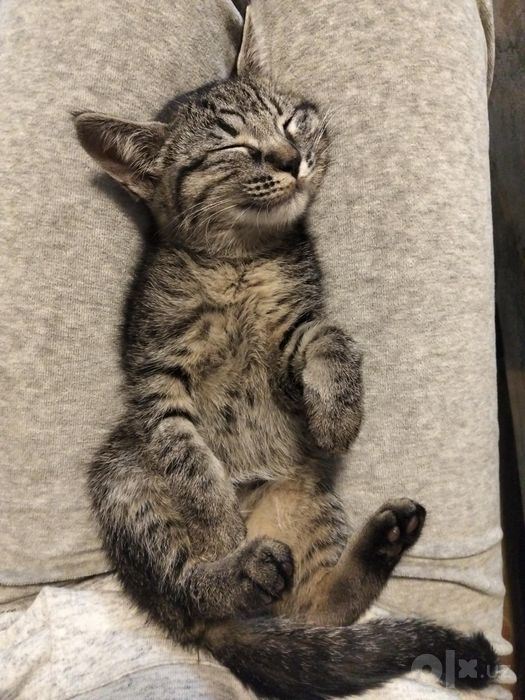 Отдам котенка в хорошие руки