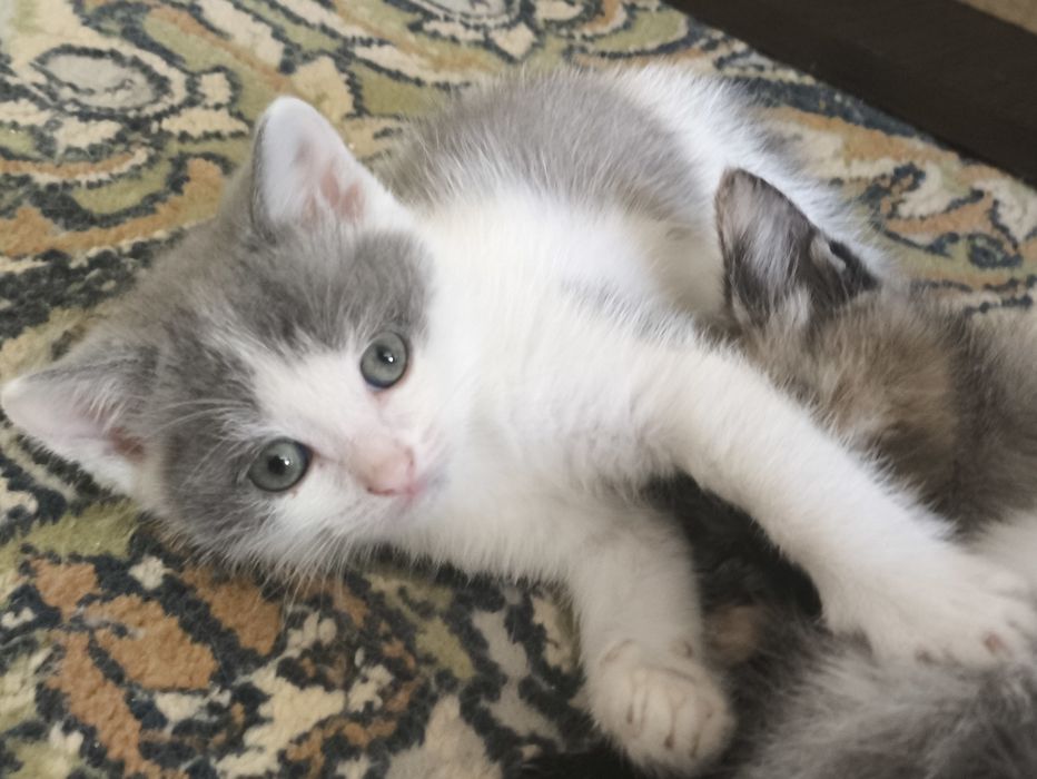 отдам котят в хорошие руки