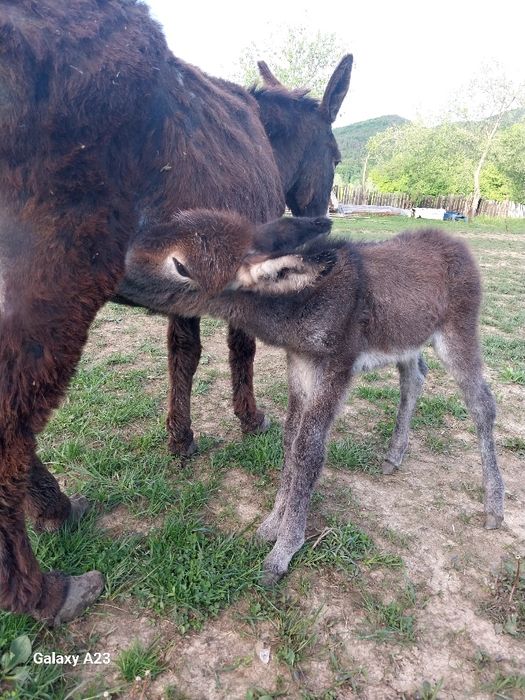 Lapte de măgăriță