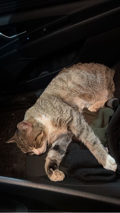 Ищем дом для кота