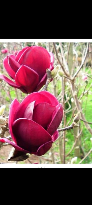 Magnolia Palmier Pin Brazi