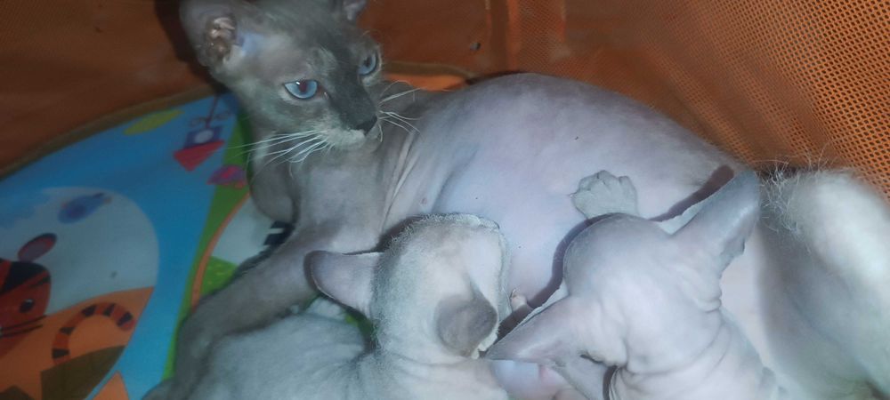 Продажа Котят Сфинкса
