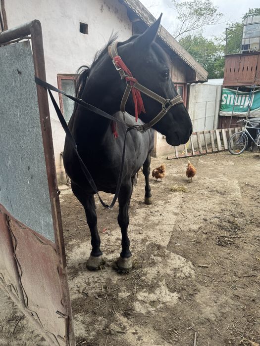 Iapa tanara de 8 ani