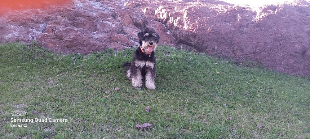 Подрощенные щенки