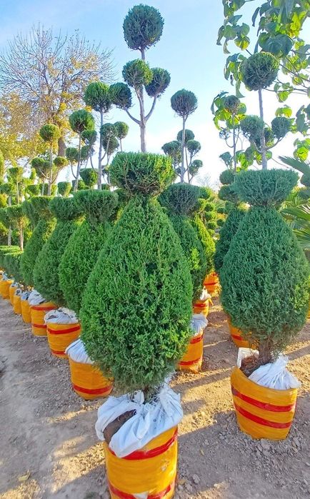 Йевропадан келтирилган узмзда йетиштирилган Кипарс Арчалармз бор