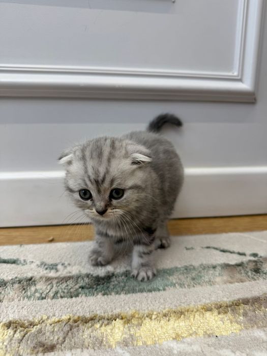 Шотландский вислоухий котенок мраморного окраса