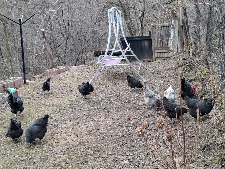 Oua incubat Australorp