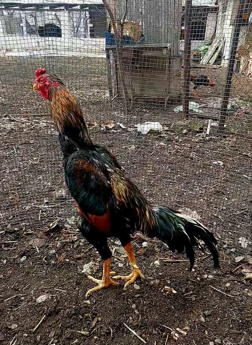 Дакан.  Бойцовский петух