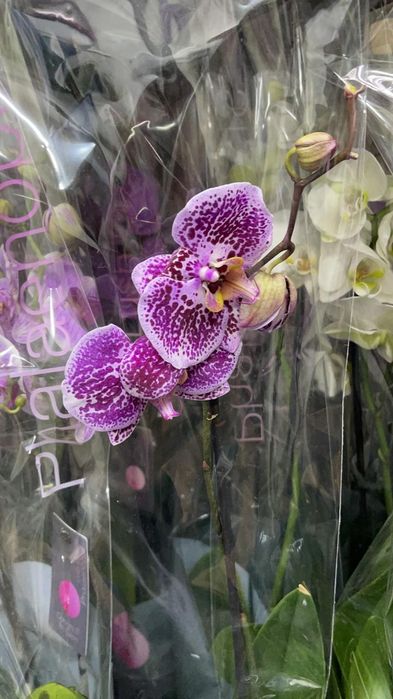 Орхидеи в наличии Кокшетау