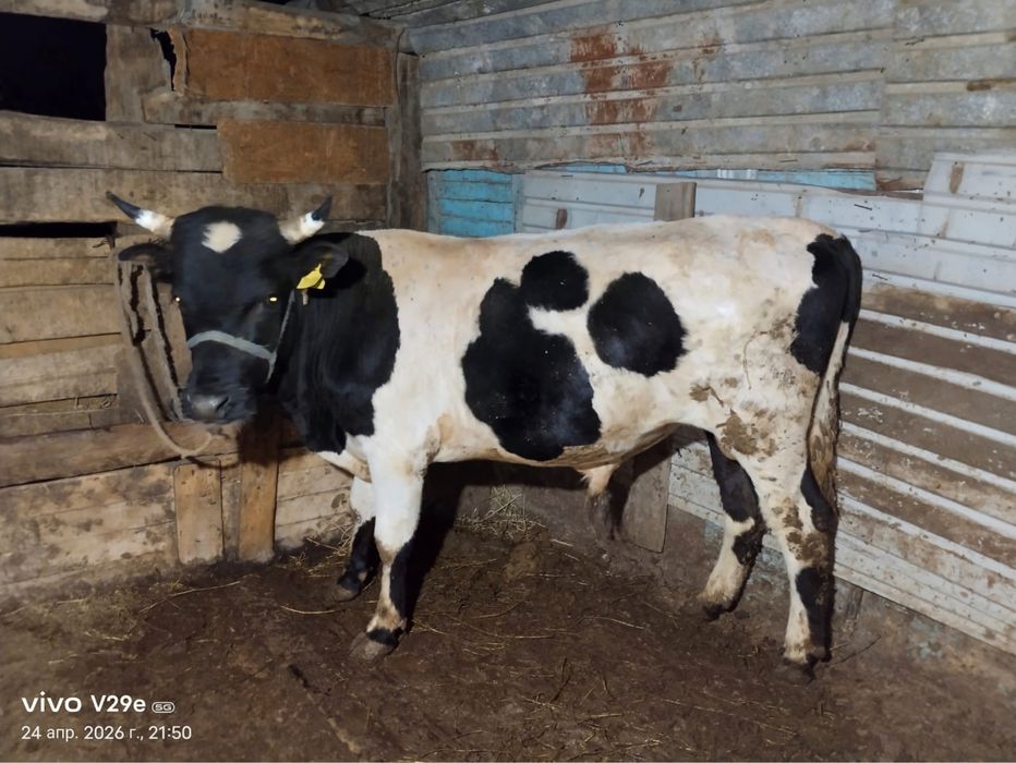 Бұқа стау бык на продажу