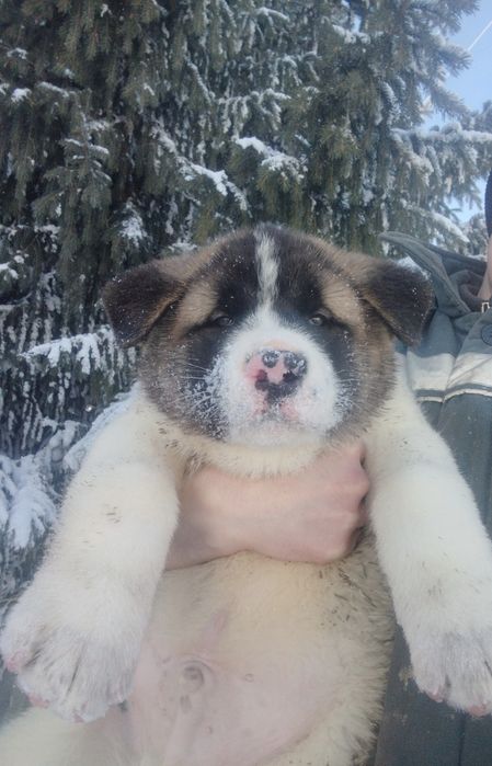 Продам щенков американская акита