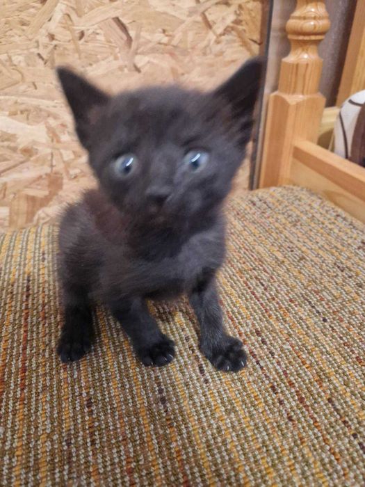 Подарявам котенца