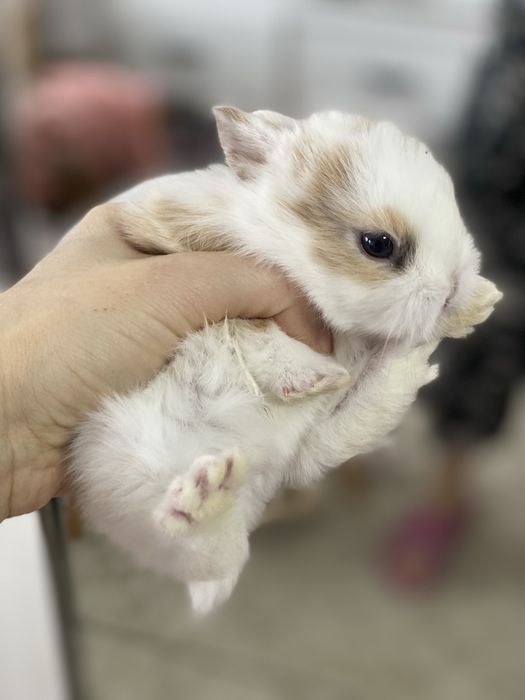 Iepurasi pitici de vanzare