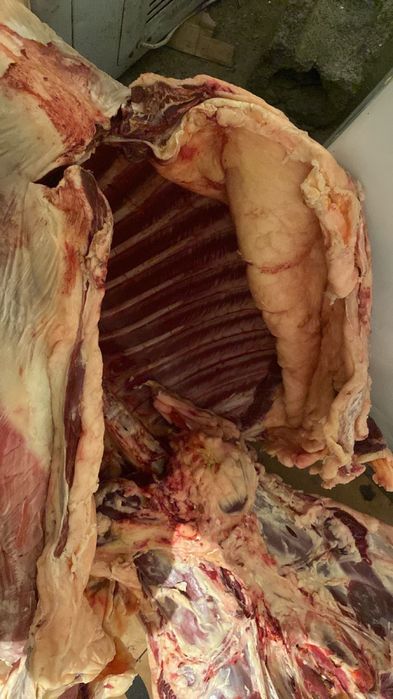 Кысыр емген тай сатылады