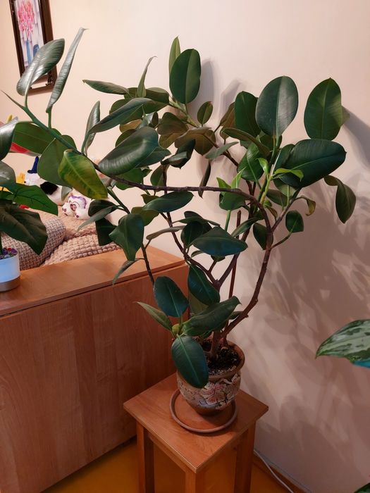 Фикус большой, красивый