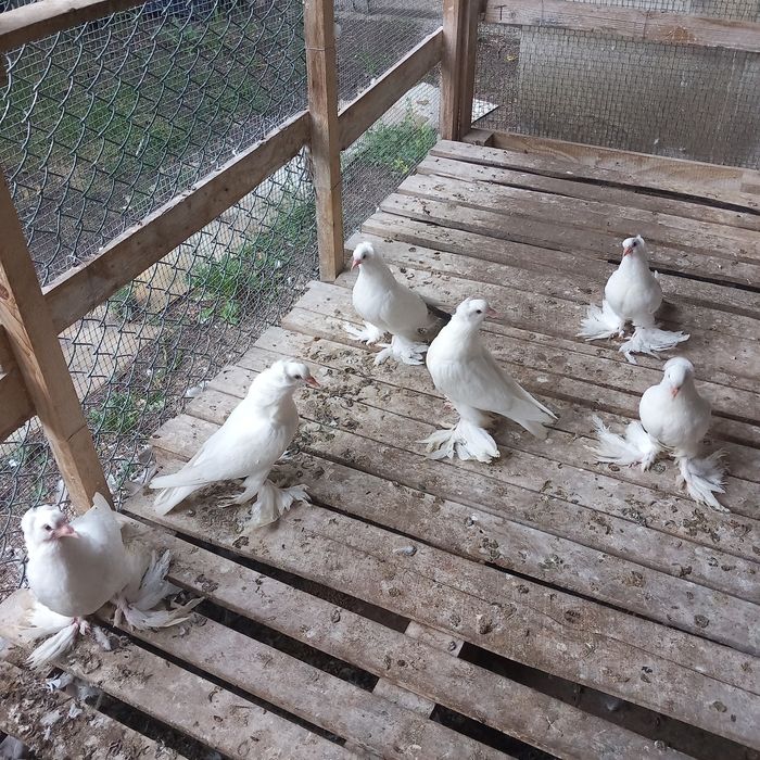 Porumbei uriasi maghiari tineret 2025