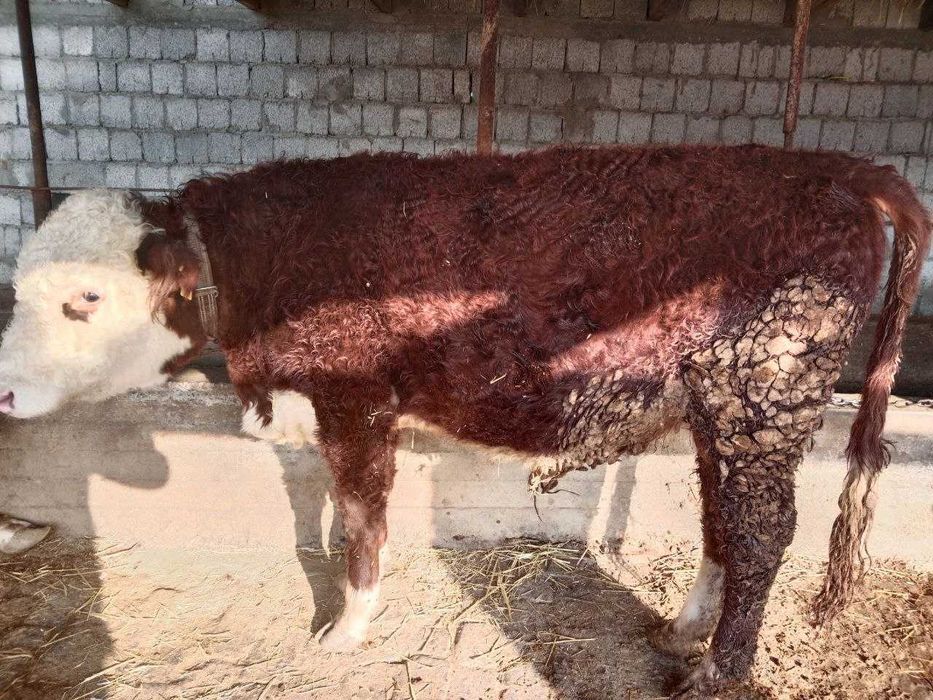 simmentallarni hamasi sotiladi