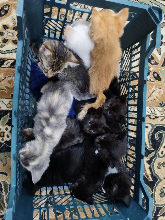Отдам котят в добрые руки