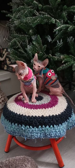 Продам котят Донского сфинкса.