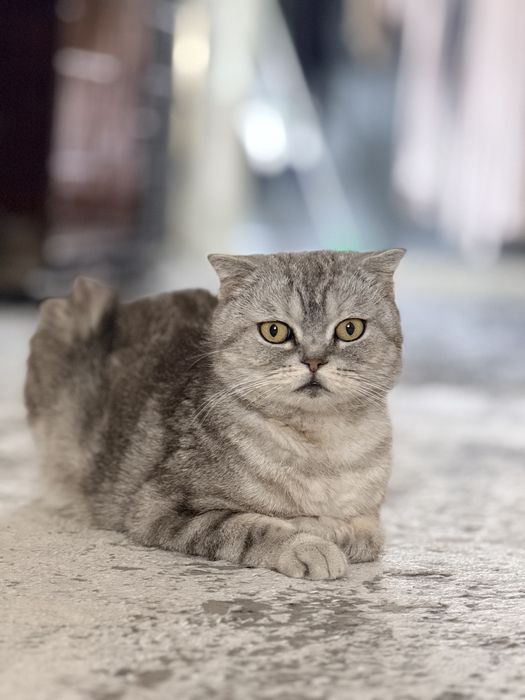 Продаётся кошка, Scottish Fold