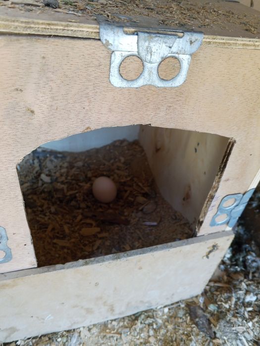 LOMAN SENDI uyda boqilgan domashniy