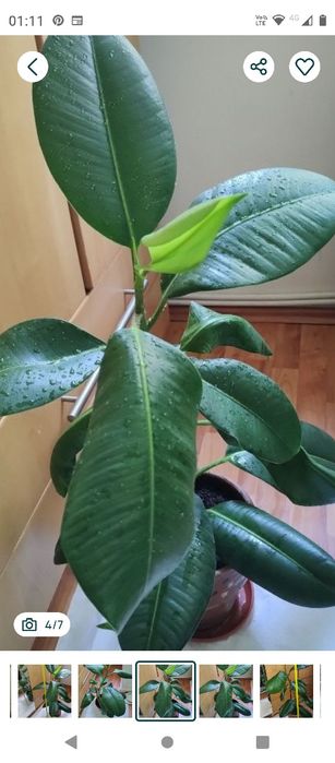 ficus plantă naturală 80 cm.