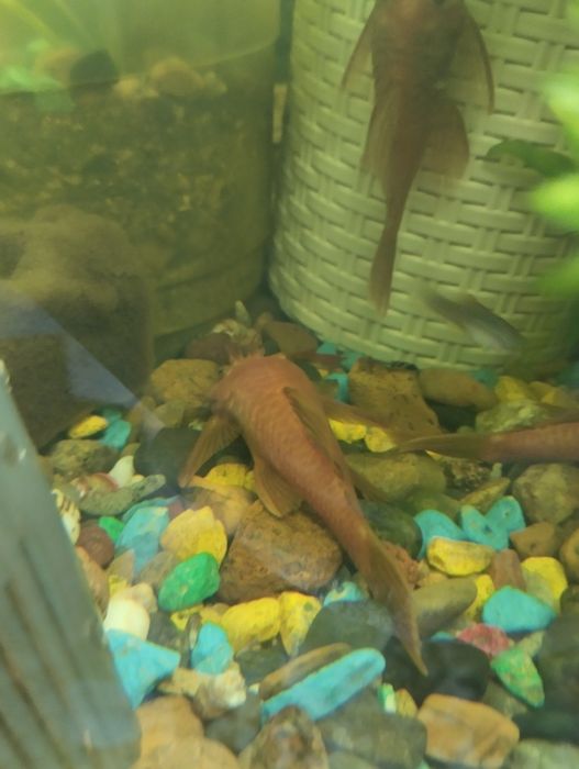 Продам Сомиков  *Супер Ред*