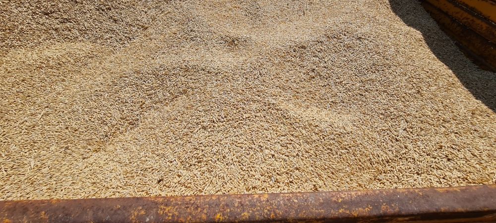 Floare, grâu, an 2025