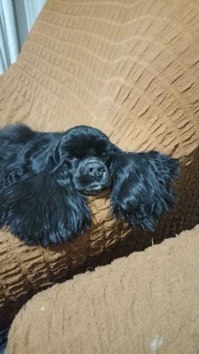 Американский кокер спаниель