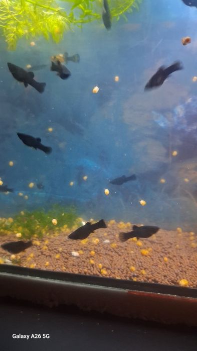 Моллинезия чёрная Московская