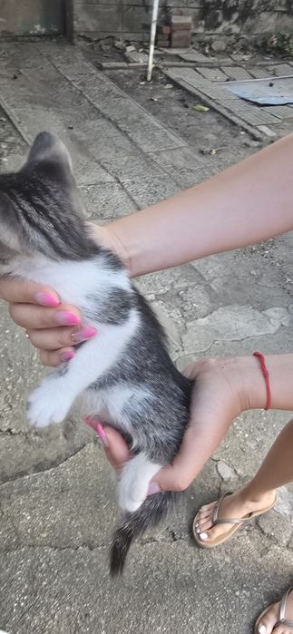 ПОДАРЯВАМ 4 малки котенца