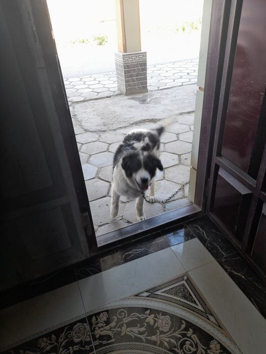 Сабака отдам даром