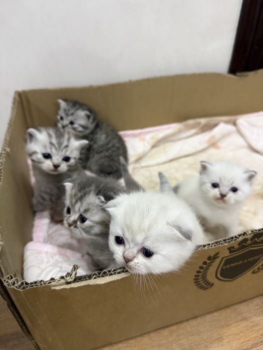Котенок вислоухий