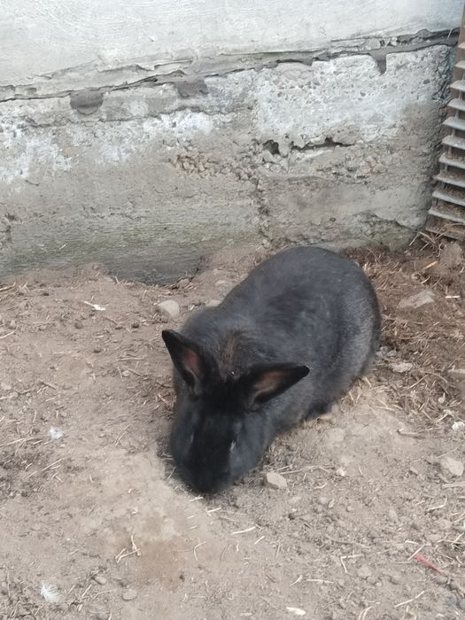 Продам  кроликов