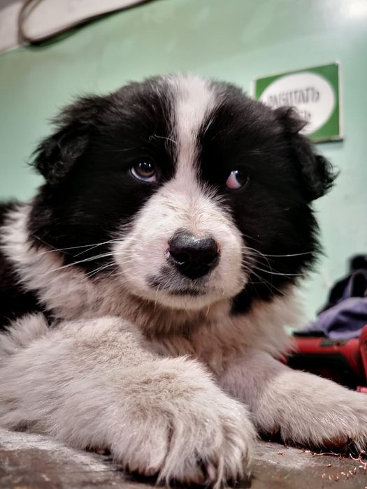 Отдам в добрые руки