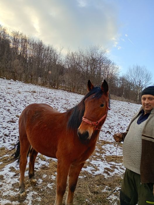 Mânză 1,6ani de vanzare pret  in euro. Hamu pus pe ea doar sa se inve