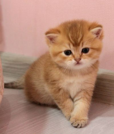 Британский Шиншилла  nu 11, 12 мальчик и девочка.