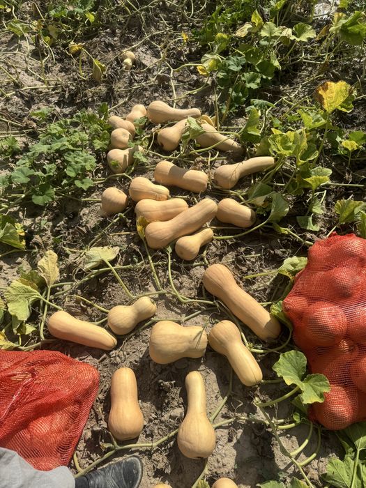 Продам тыкву оптом